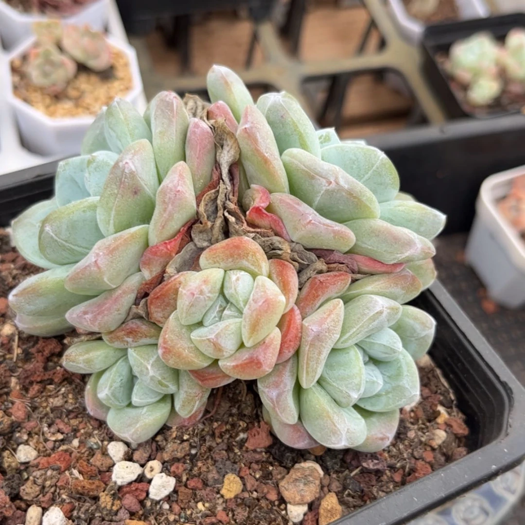 【闪购商品】6186冰玉5头