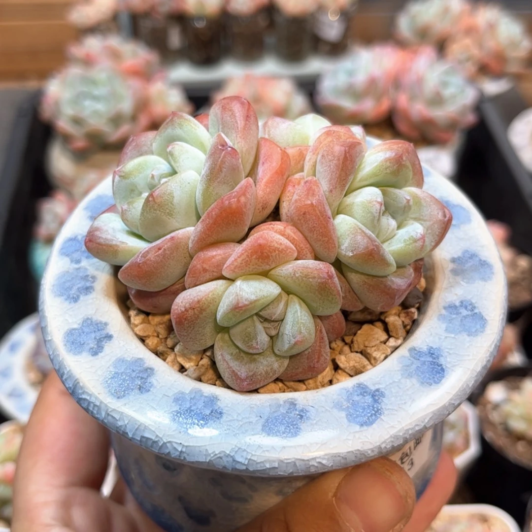 【闪购商品】1413四头冰玉