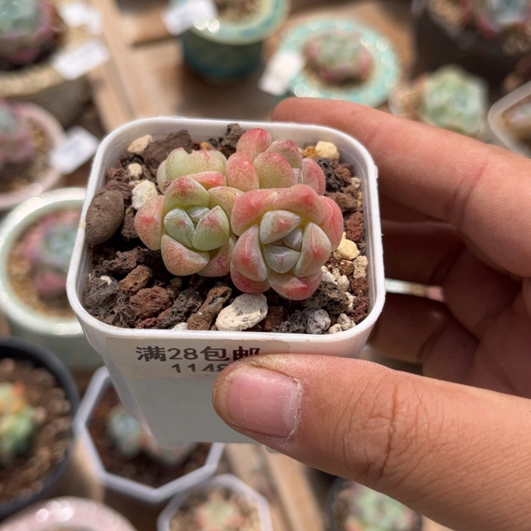 【闪购商品】1148冰玉4头