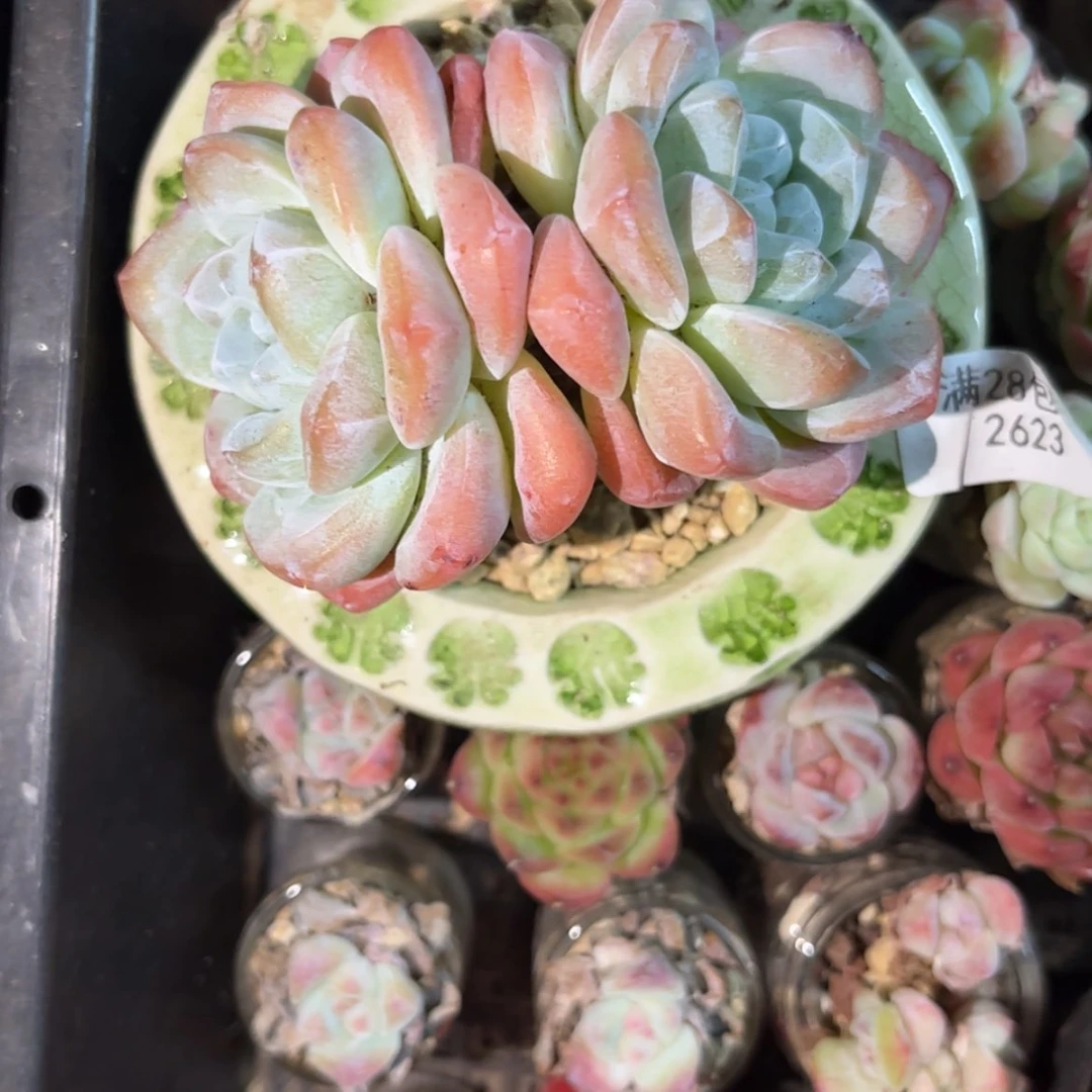 【闪购商品】冰玉双头2623