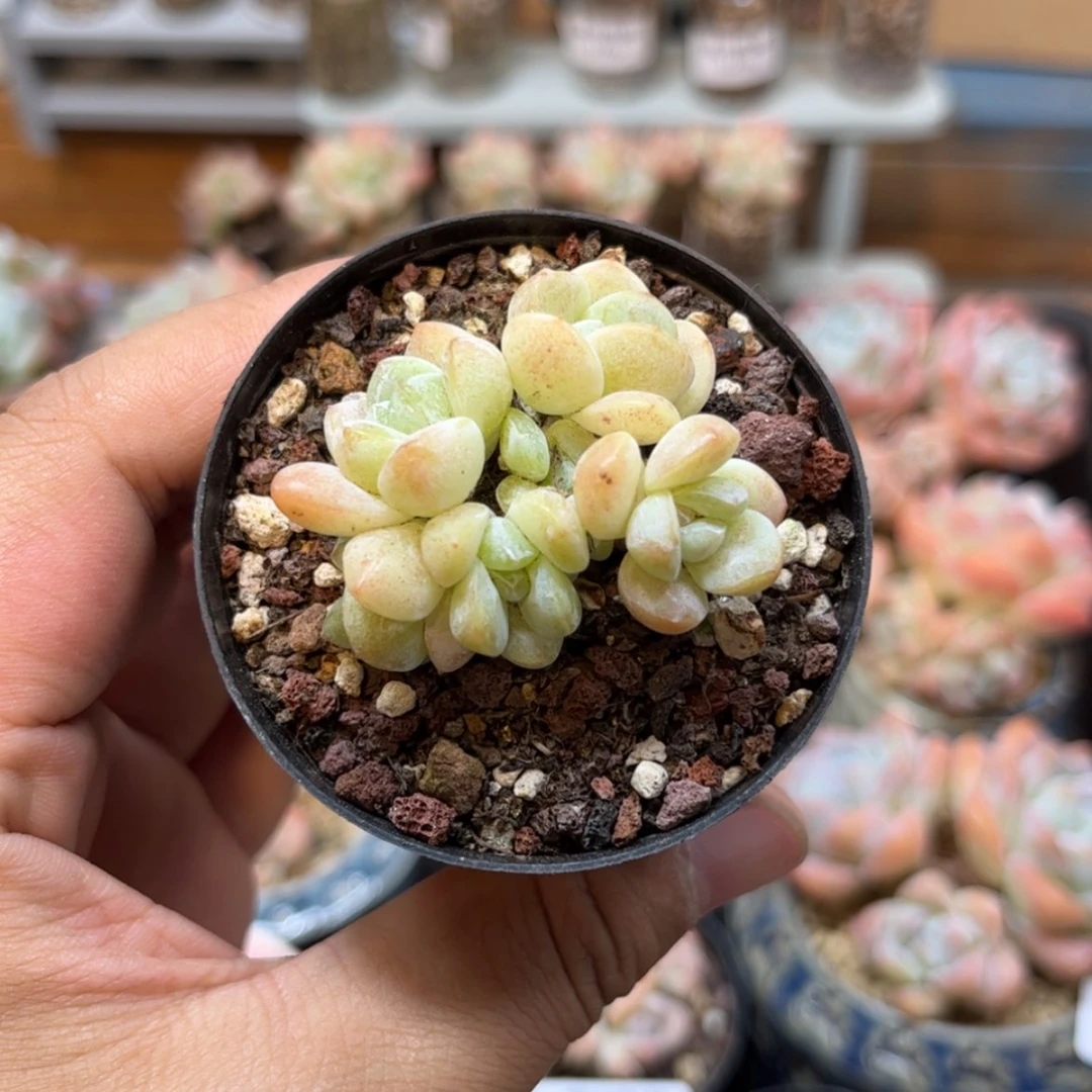 【闪购商品】5744五头冰玉