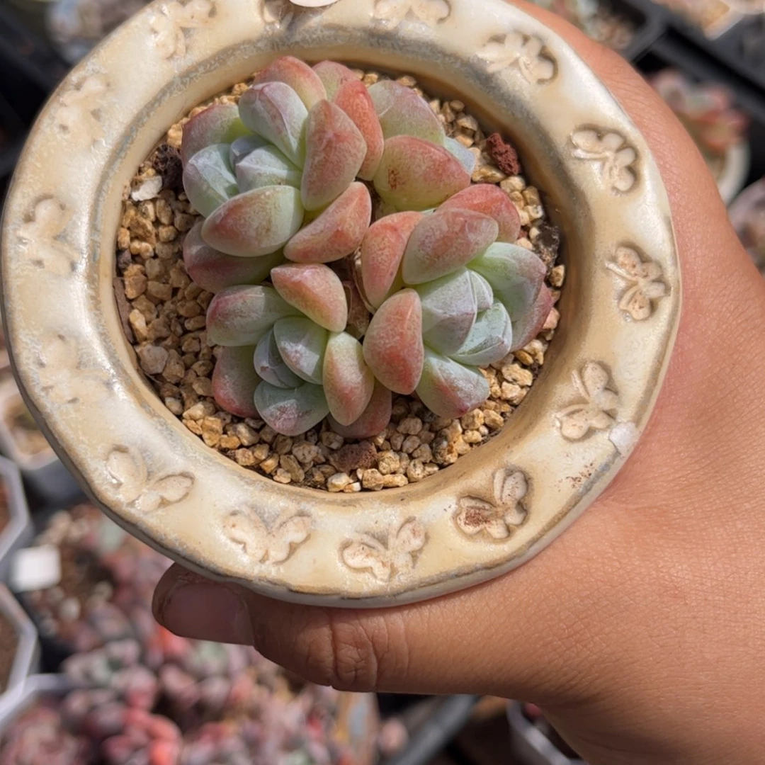 【闪购商品】2731四头冰玉