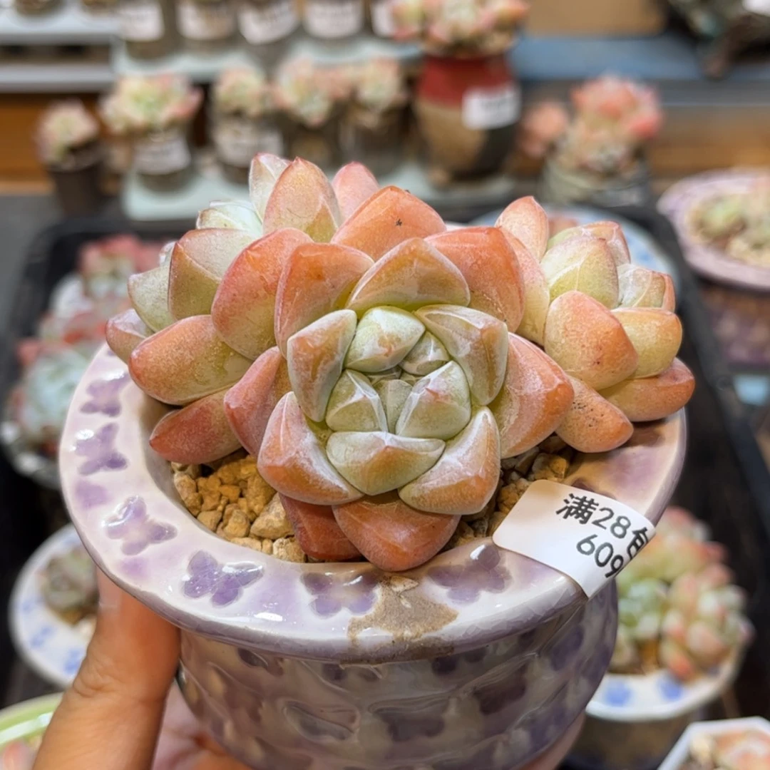 【闪购商品】6090冰玉3头