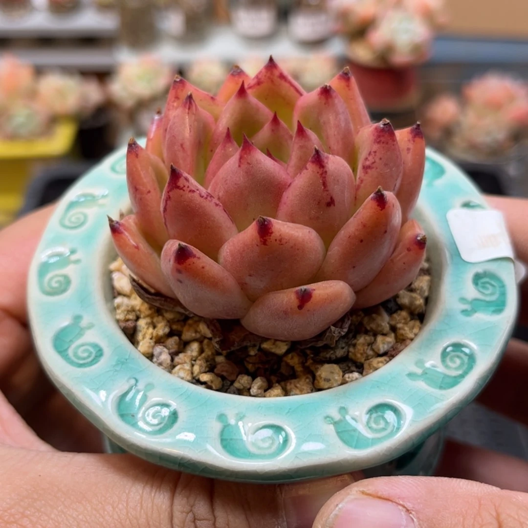 【闪购商品】1391皮蛋
