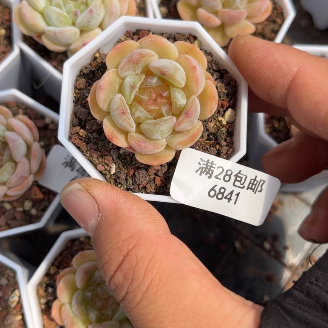 【闪购商品】@*豆6841白色恋人