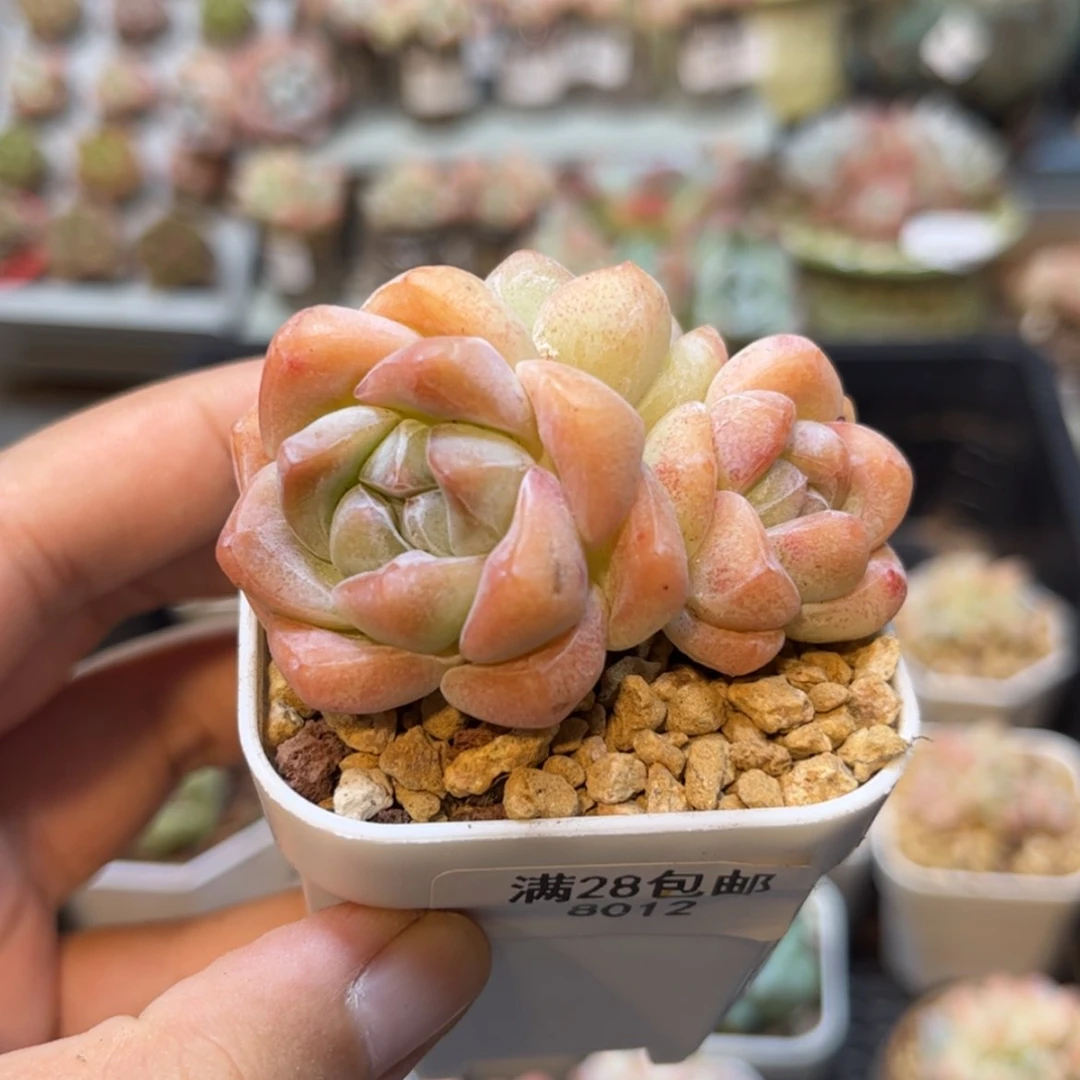 【闪购商品】8012冰玉3头