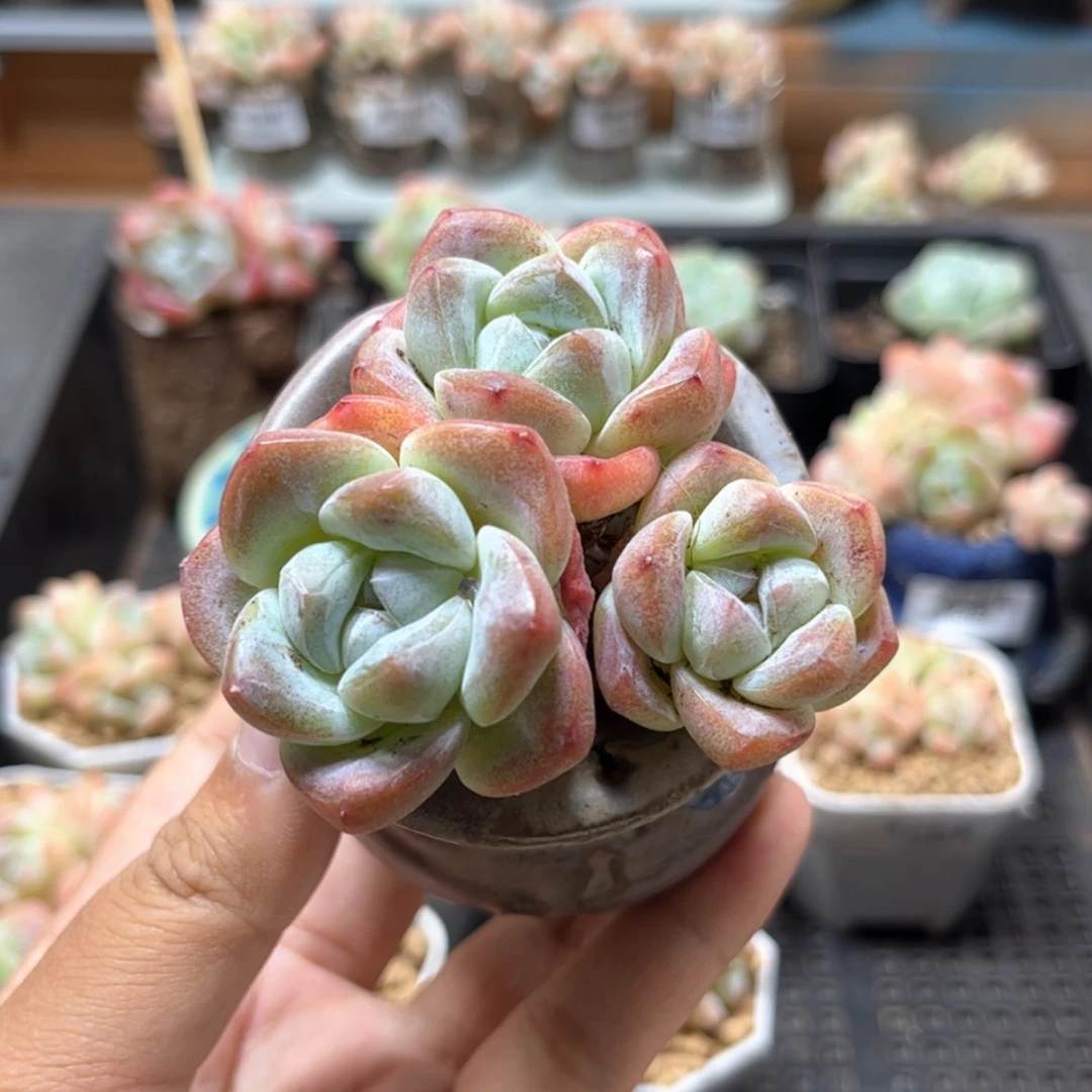 【闪购商品】3417冰玉3头