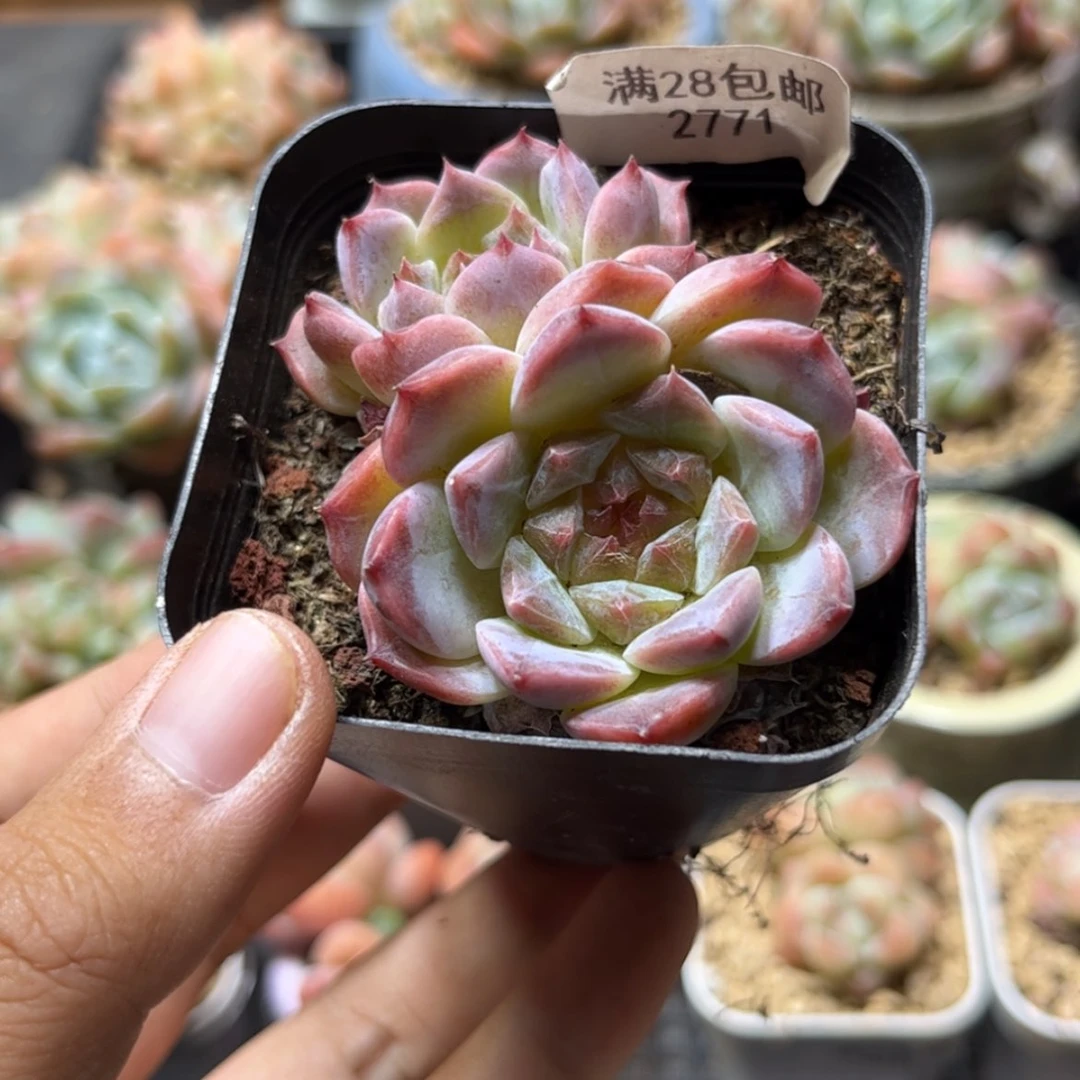 【闪购商品】2771冰魄双头