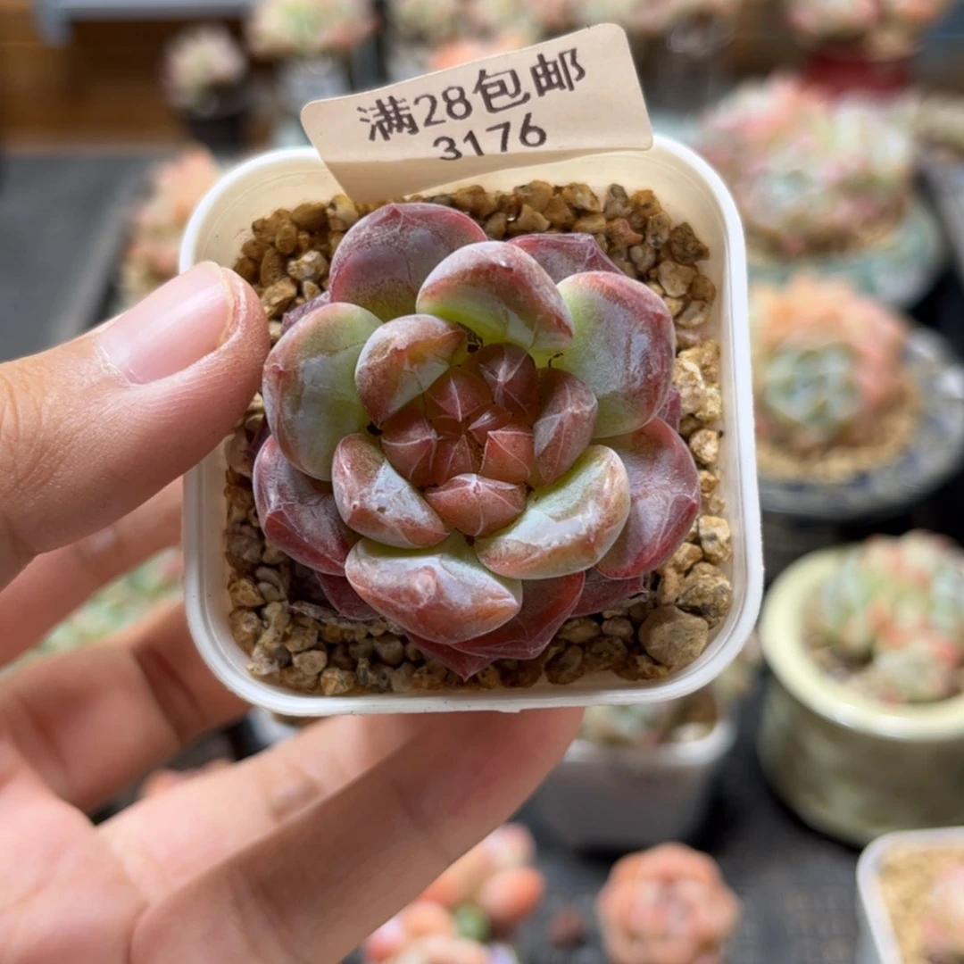 【闪购商品】3176琥珀单头