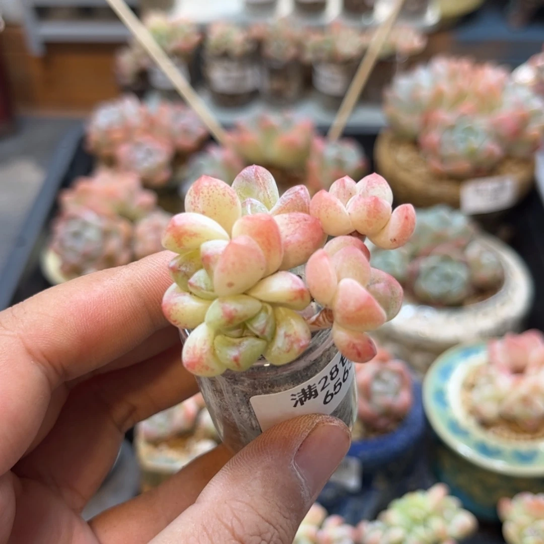【闪购商品】6563冰玉3头