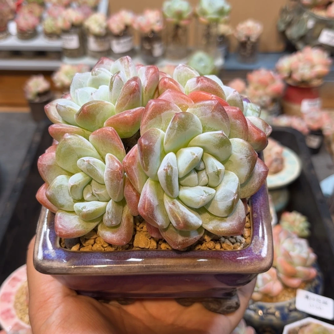 【闪购商品】6080冰玉4头