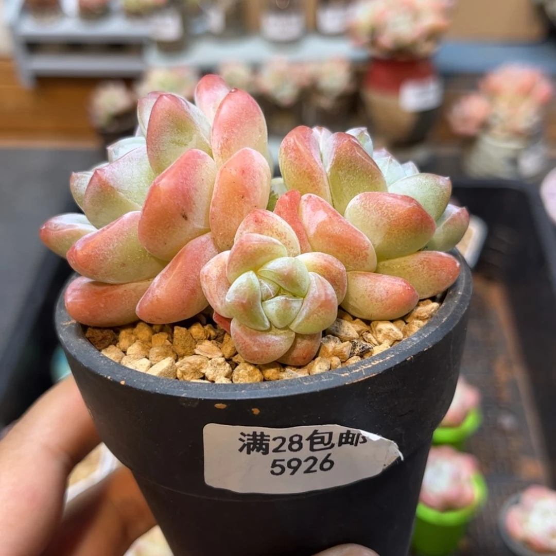 【闪购商品】5926冰玉3头