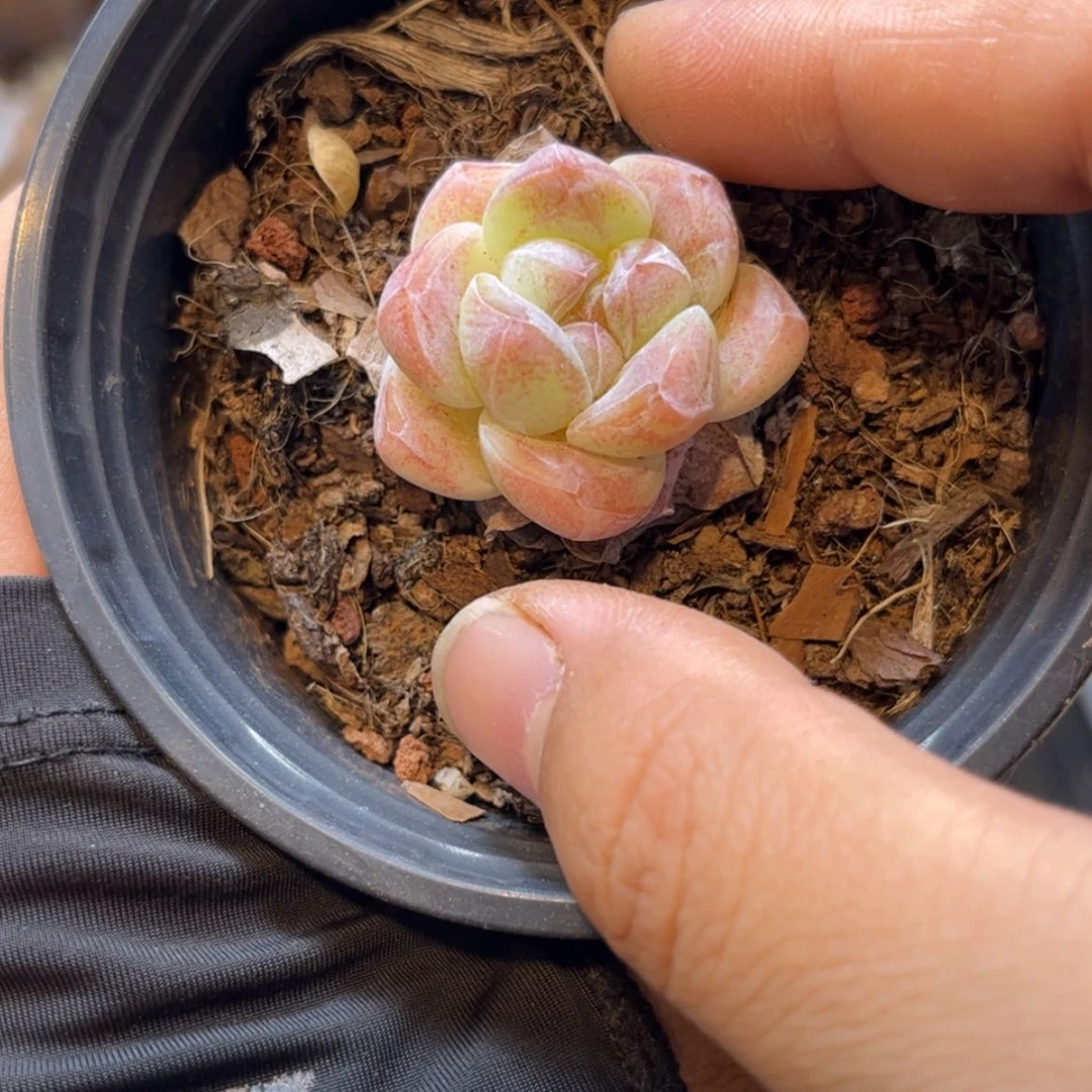 【闪购商品】6673。单头冰玉