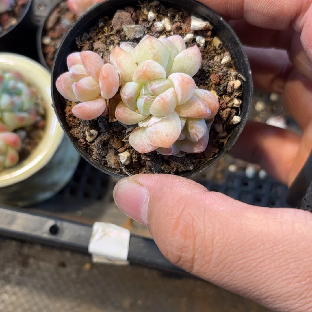 【闪购商品】6164。四头冰玉