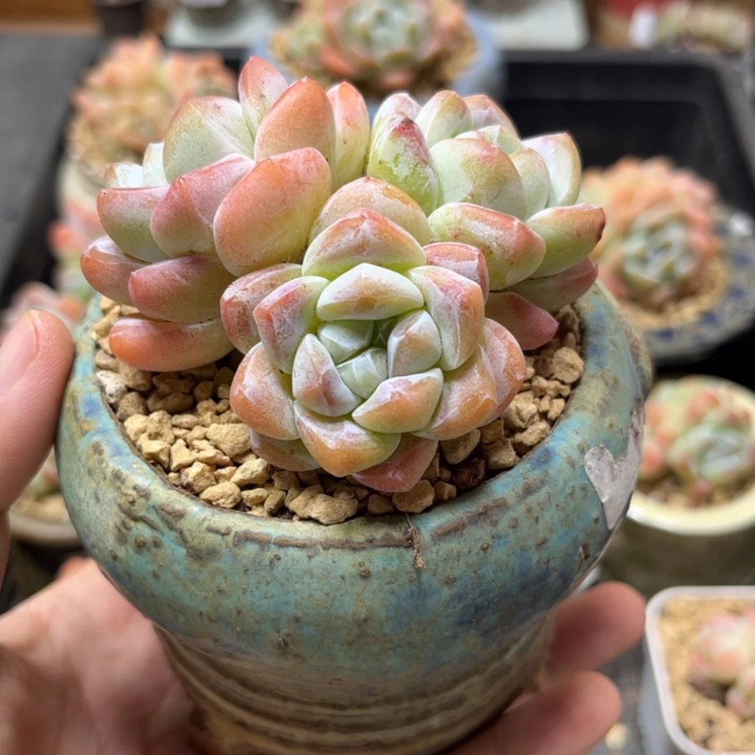 【闪购商品】6181冰玉3头