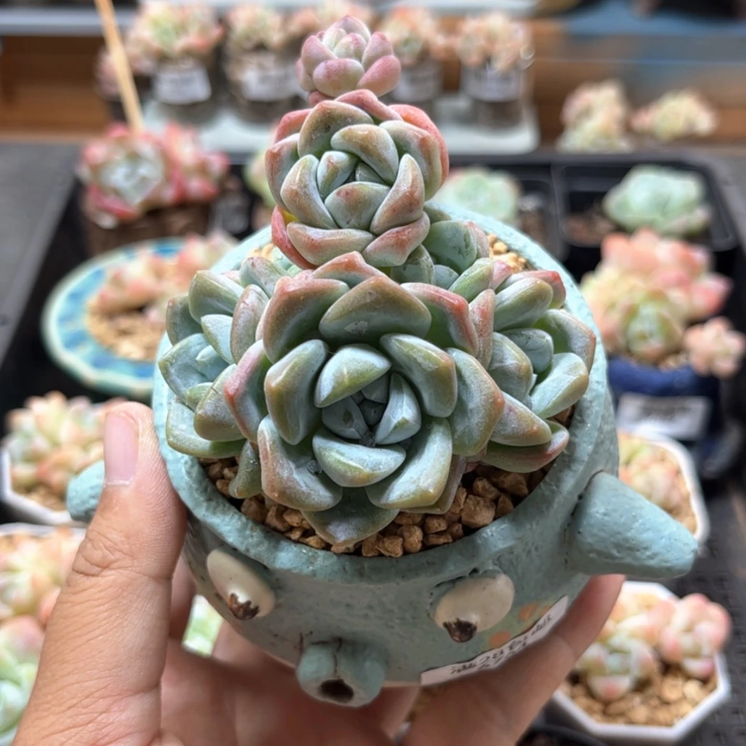 【闪购商品】6764冰玉6头