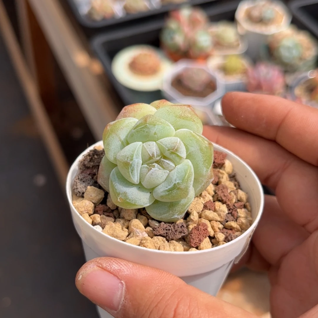 【闪购商品】2195冰玉双头
