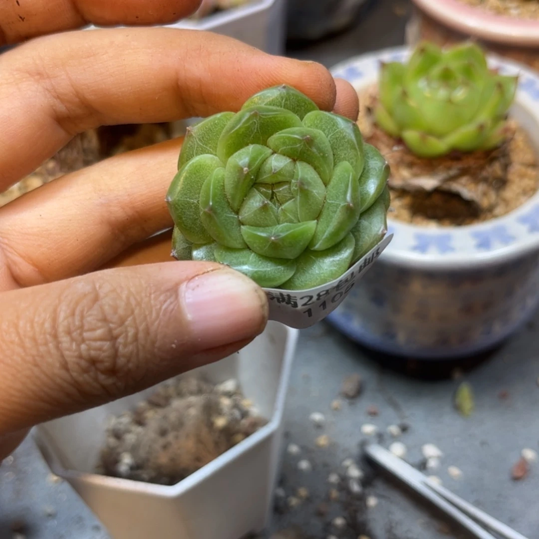 【闪购商品】1105麦秆