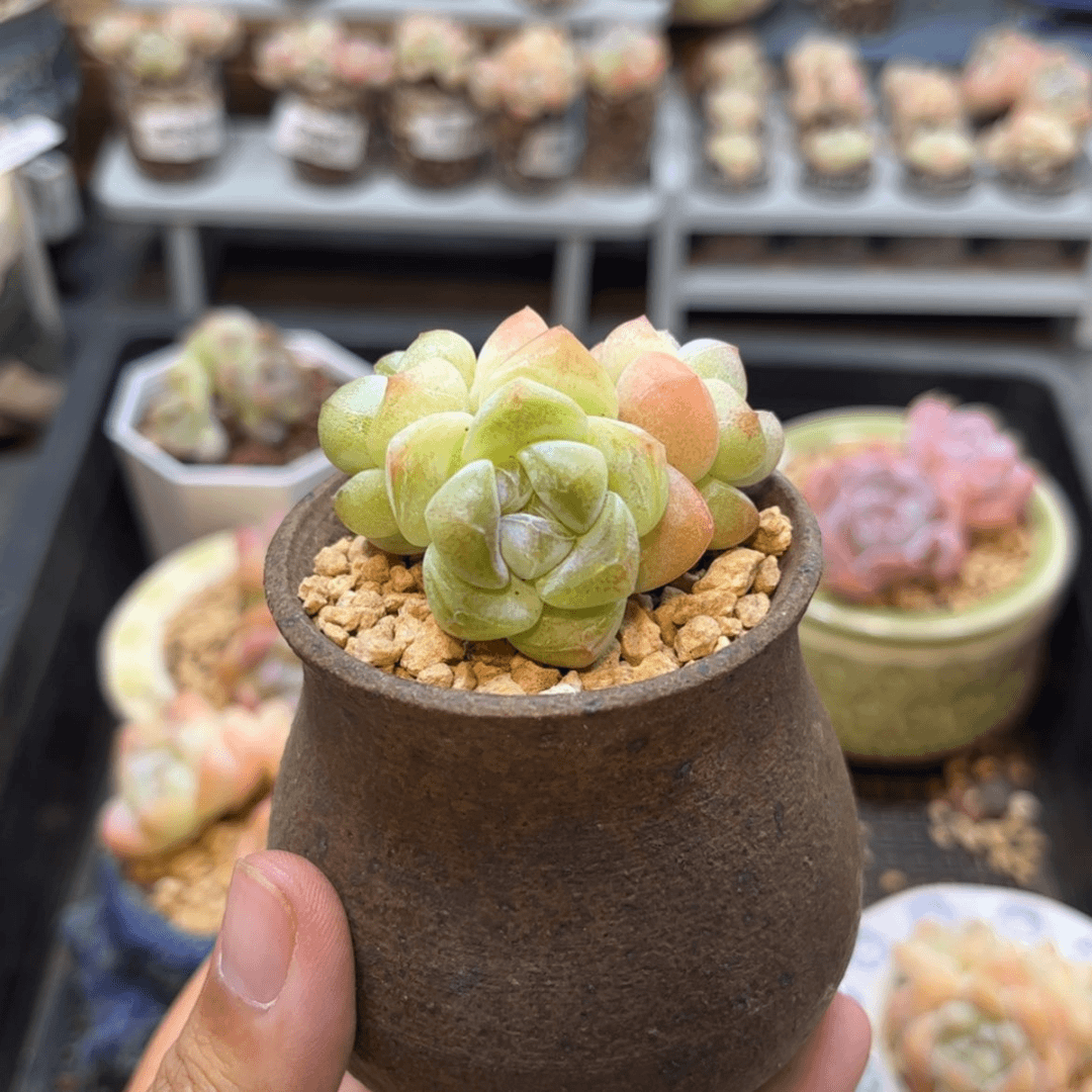 【闪购商品】3619冰玉3头