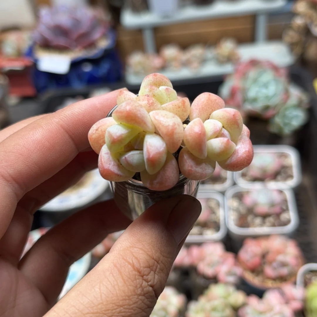 【闪购商品】8878冰玉4头