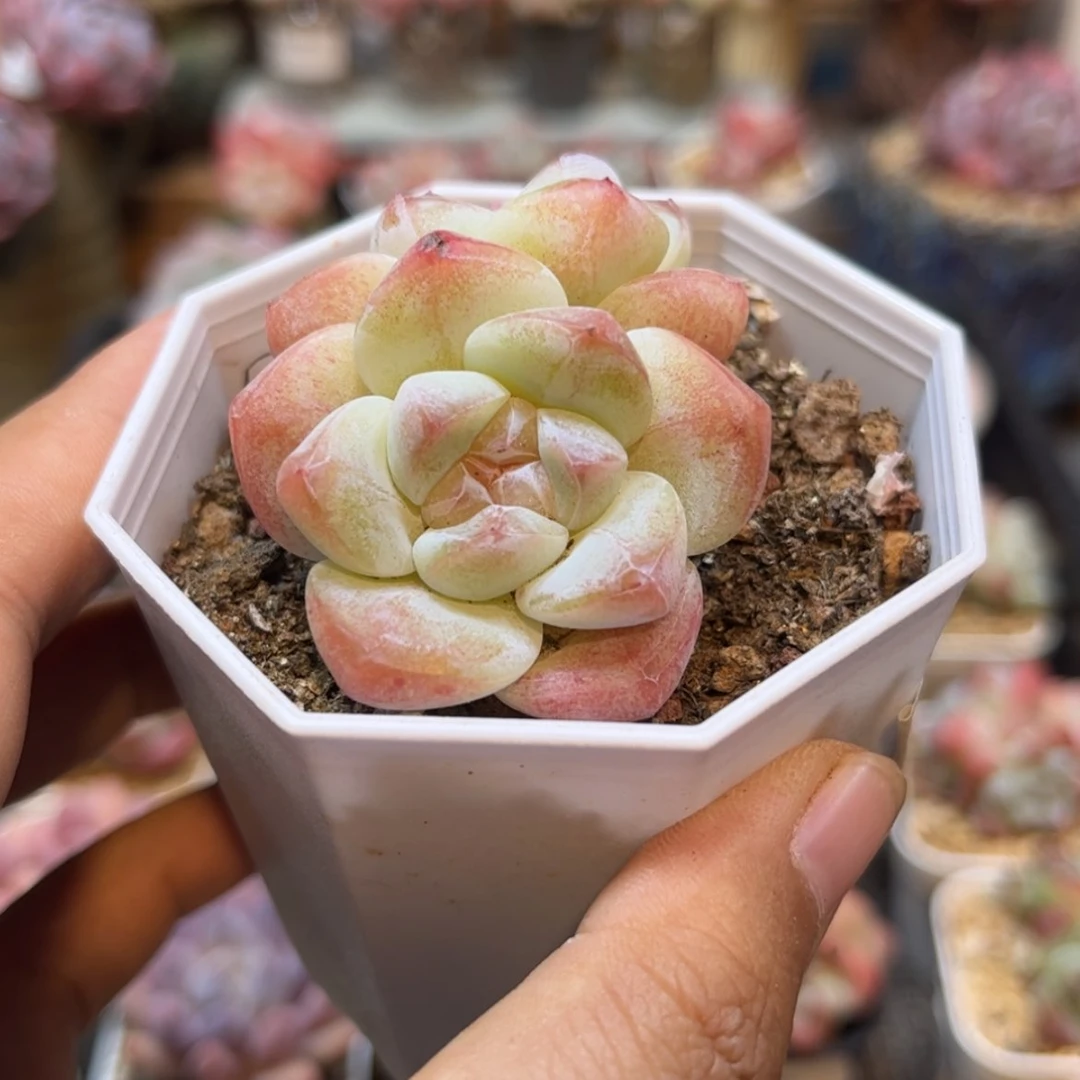 【闪购商品】2733冰玉双头