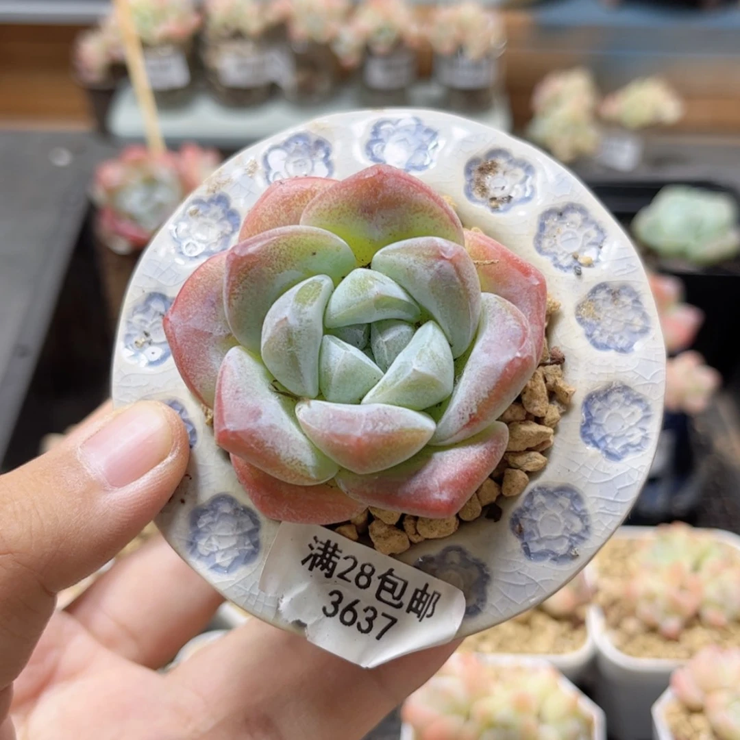 【闪购商品】3637冰玉单头
