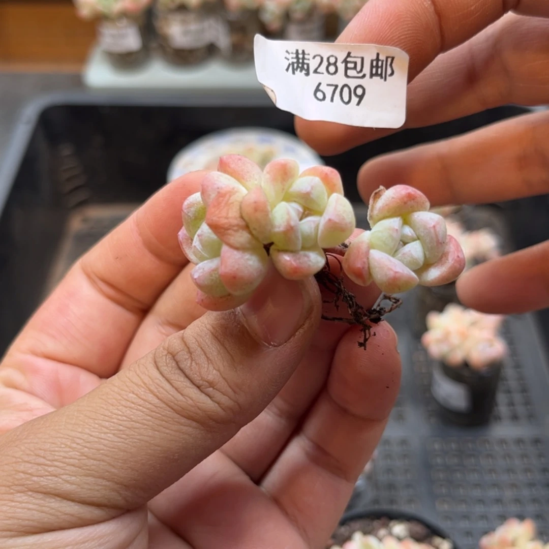 【闪购商品】?***月6709。三头冰玉
