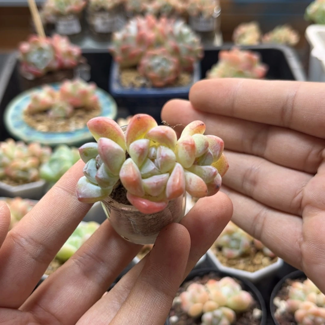 【闪购商品】3424冰玉3头