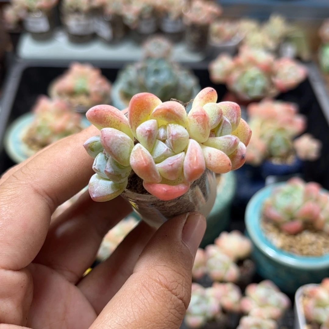 【闪购商品】3424冰玉3头
