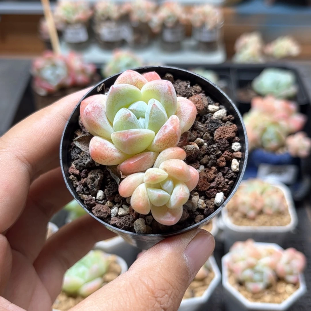 【闪购商品】6189冰玉双头