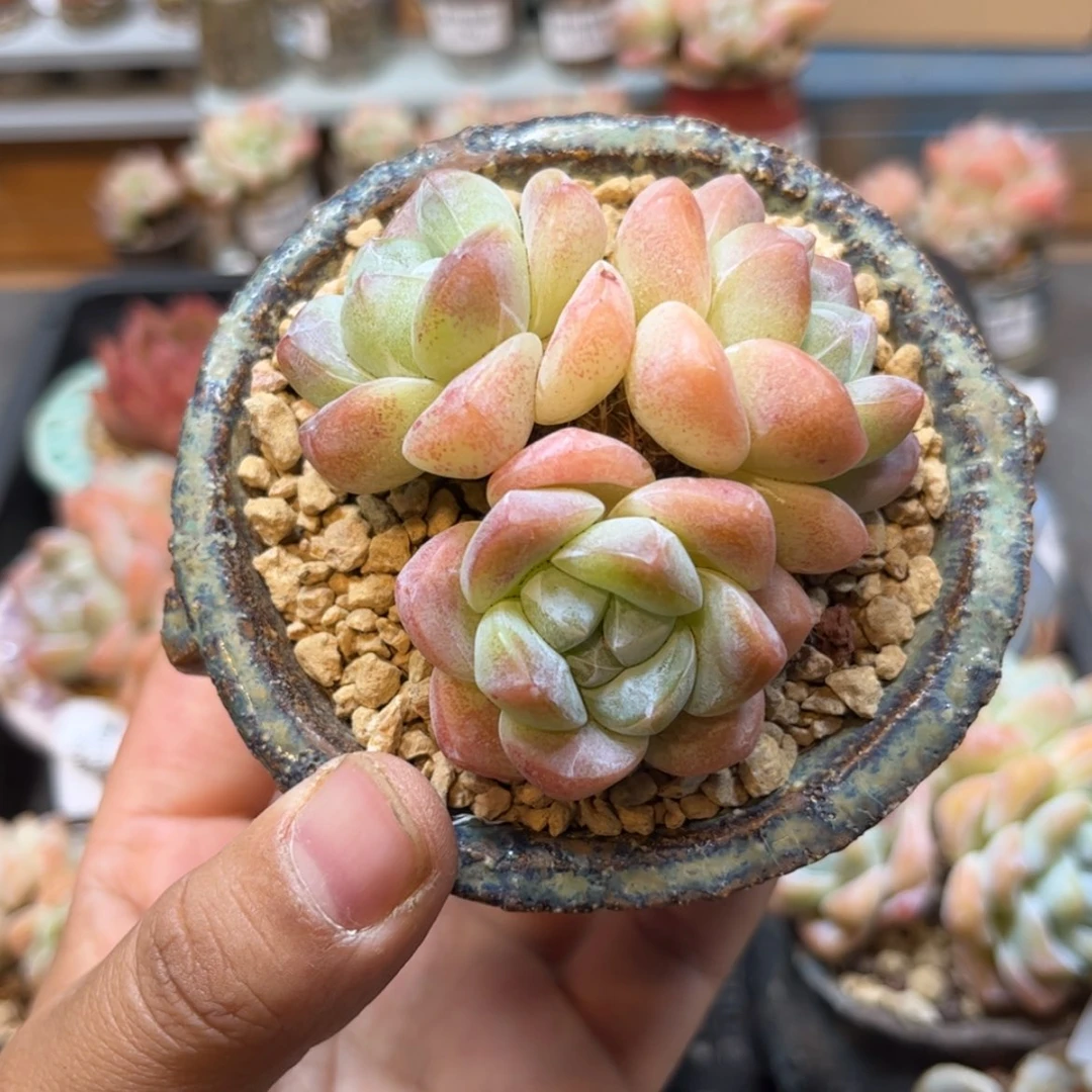 【闪购商品】6105 三头粗腿冰玉