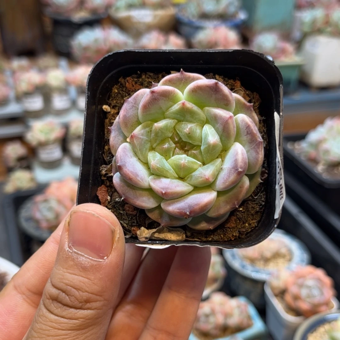 【闪购商品】0478。冰魄
