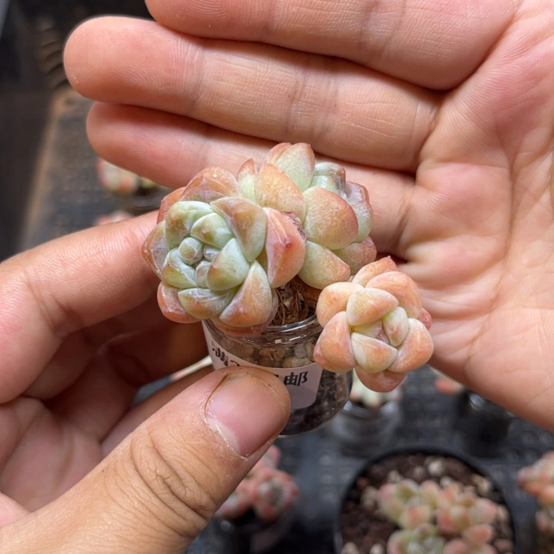 【闪购商品】6450。三头冰玉