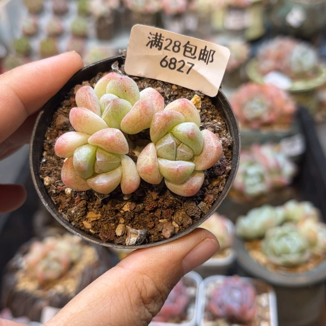 【闪购商品】6827冰玉3头