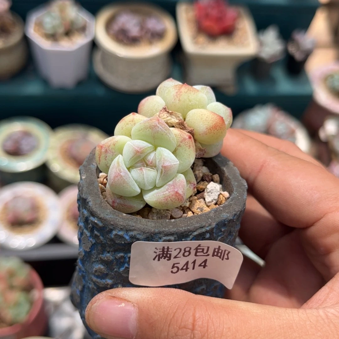 【闪购商品】5414冰玉双头
