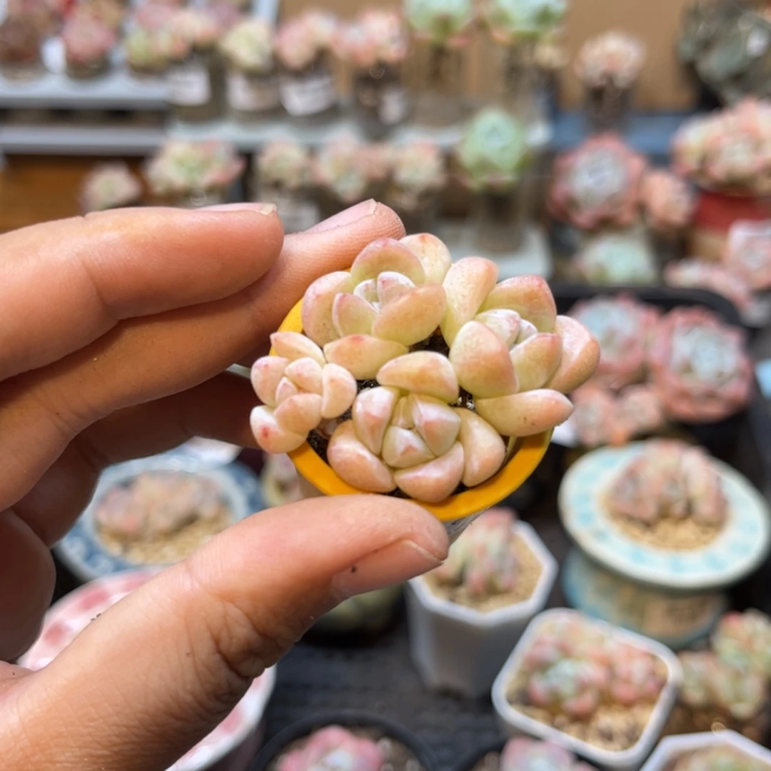【闪购商品】5163冰玉4头