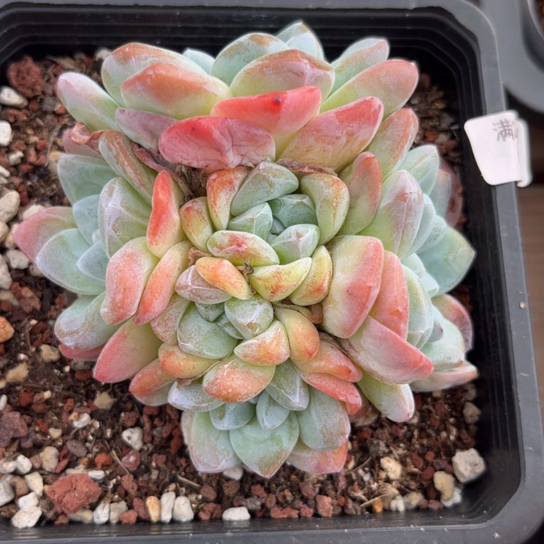 【闪购商品】6278六头冰玉