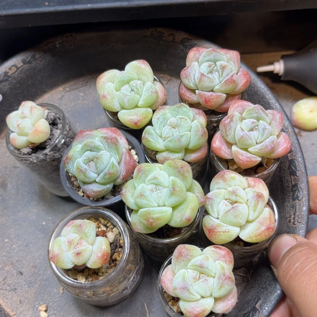 【闪购商品】1174全部一起。 11颗带盆