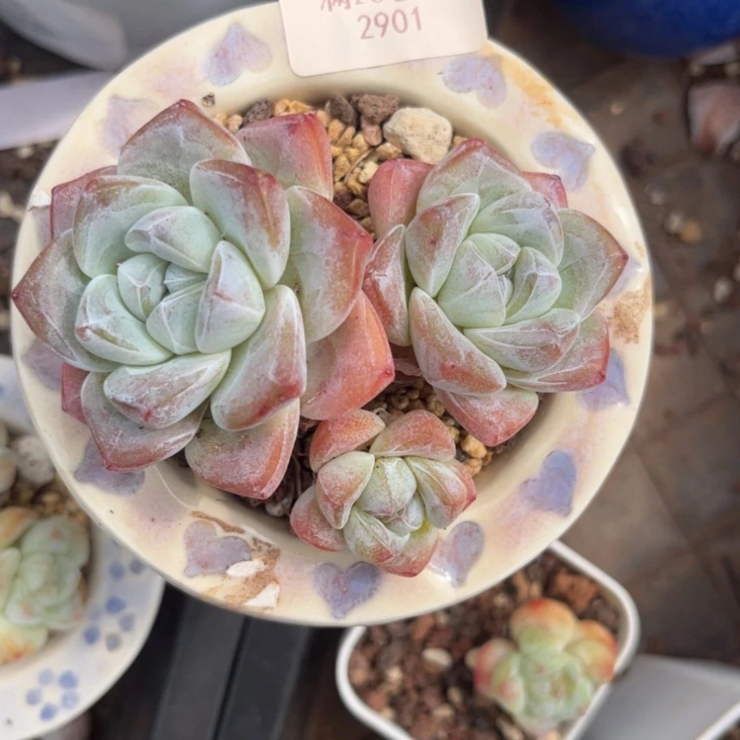 【闪购商品】冰玉三头2901