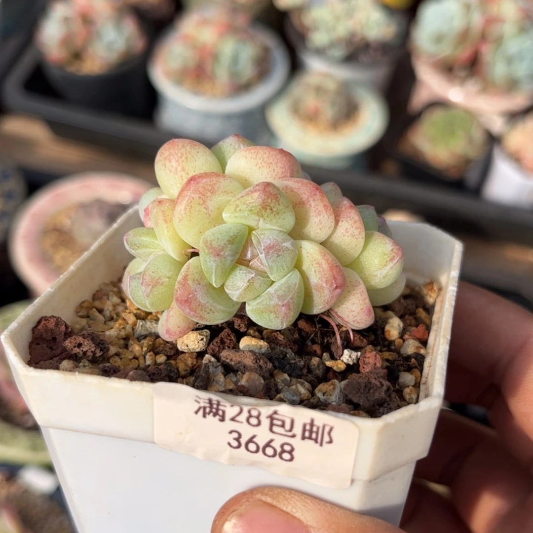 【闪购商品】3668冰玉4头