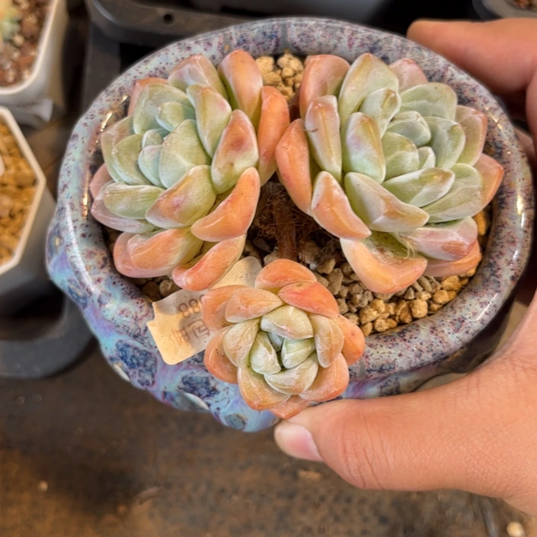 【闪购商品】0088三头冰玉。