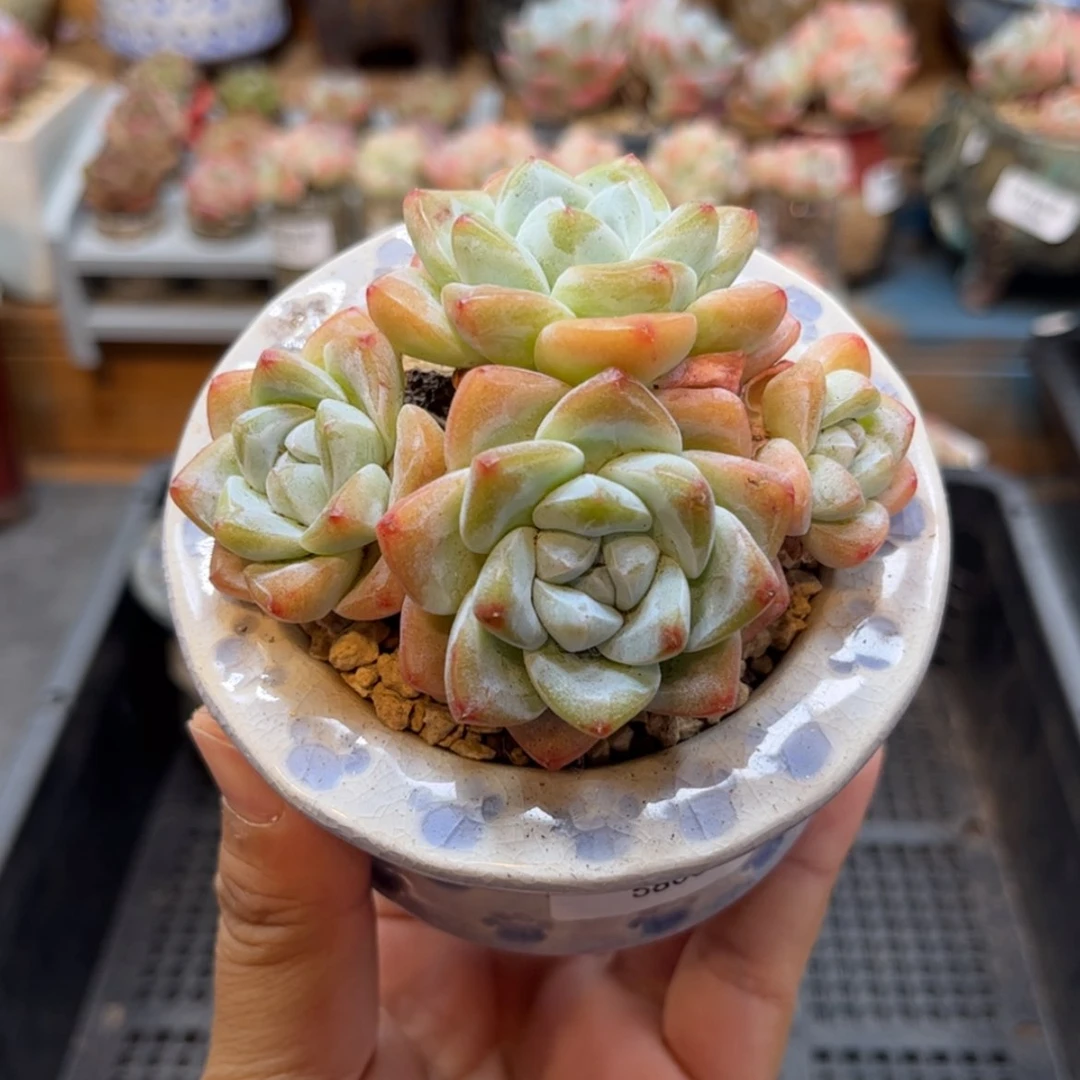 【闪购商品】5800四头冰玉