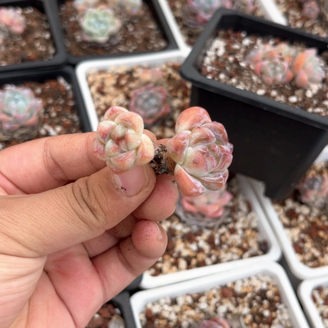 【闪购商品】1385双头紫心