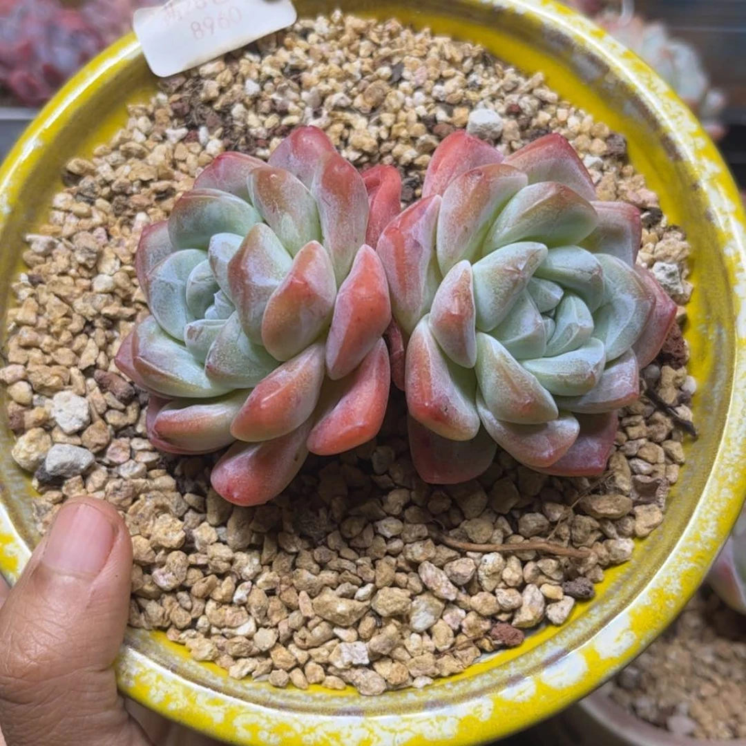 【闪购商品】8960冰玉双头