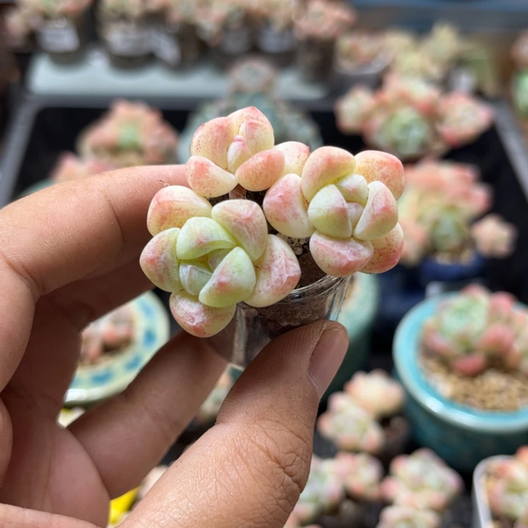 【闪购商品】6765冰玉3头