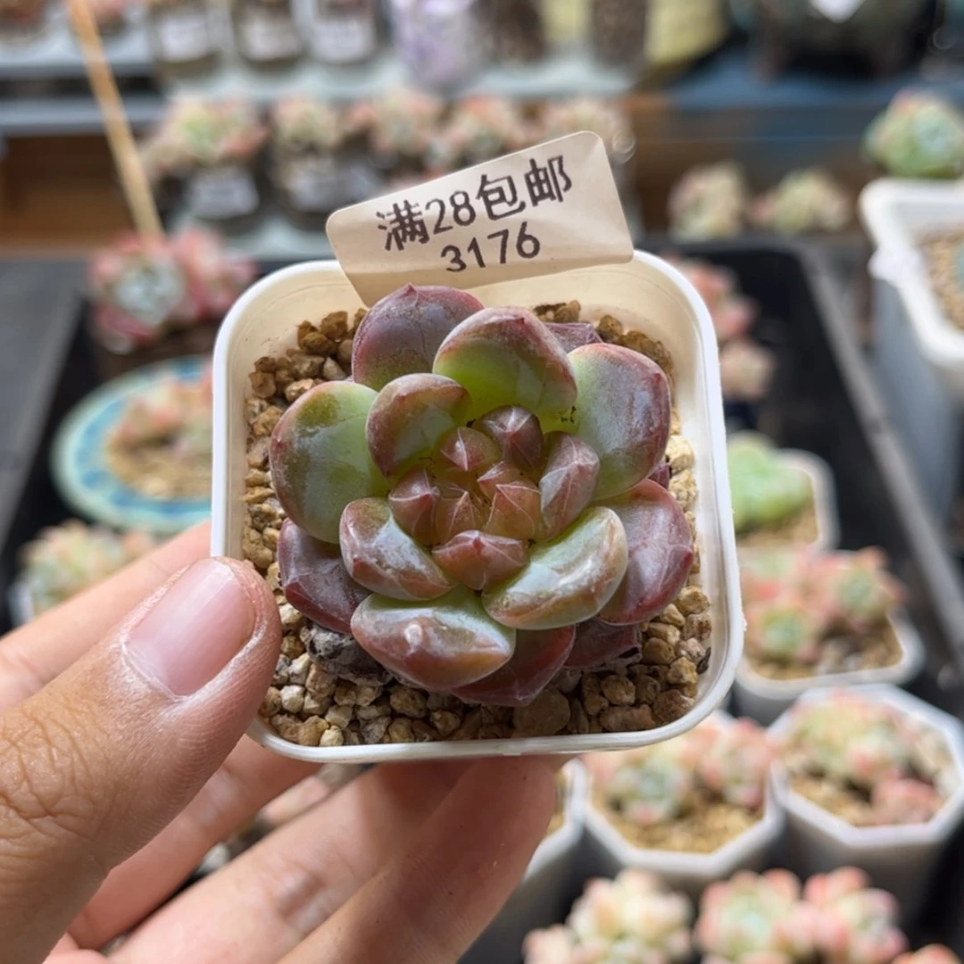 【闪购商品】3176琥珀单头