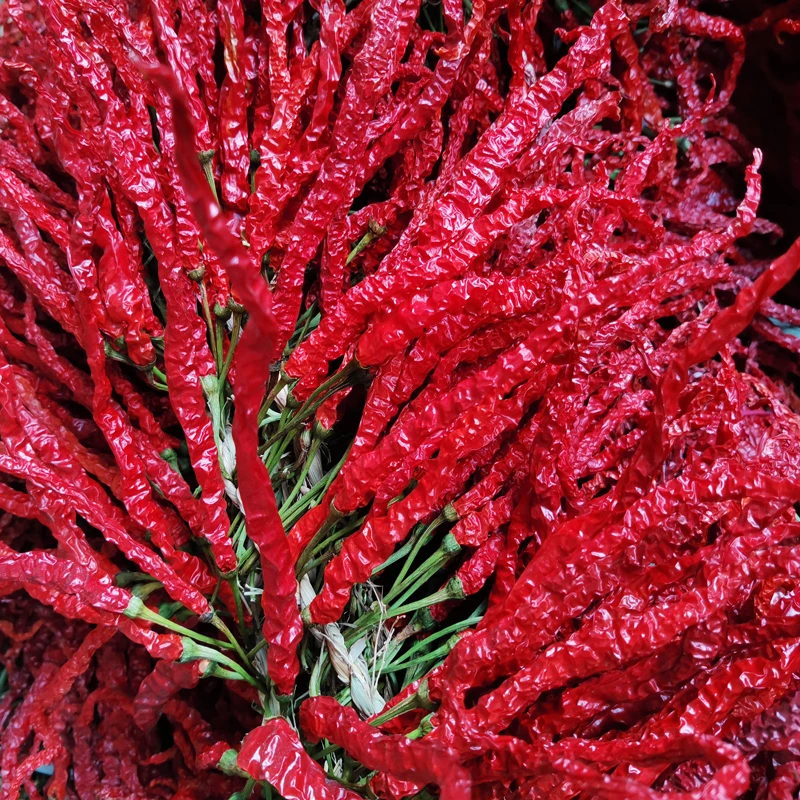 贵州特产当季大方皱椒农家干辣椒种子线椒鸡爪辣红辣椒250g包邮