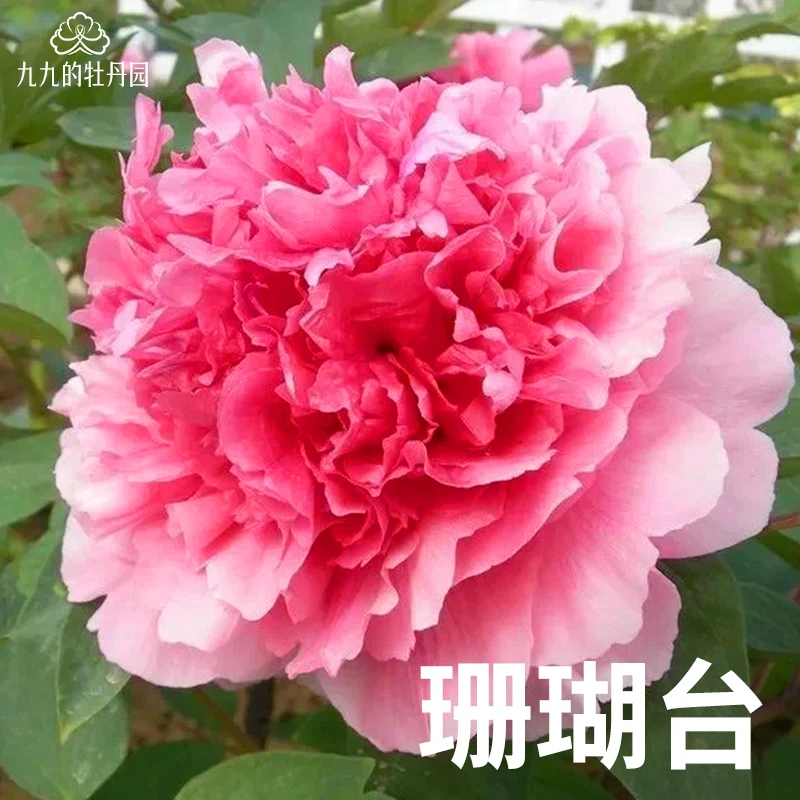 【珊瑚台】洛阳牡丹盆栽重瓣裸根老桩大苗盆栽地栽耐寒洛阳牡丹