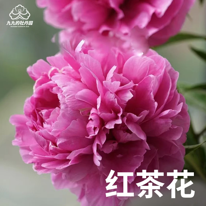 【红茶花】洛阳芍药花苗重瓣裸根老桩大苗盆栽地栽耐寒洛阳芍药
