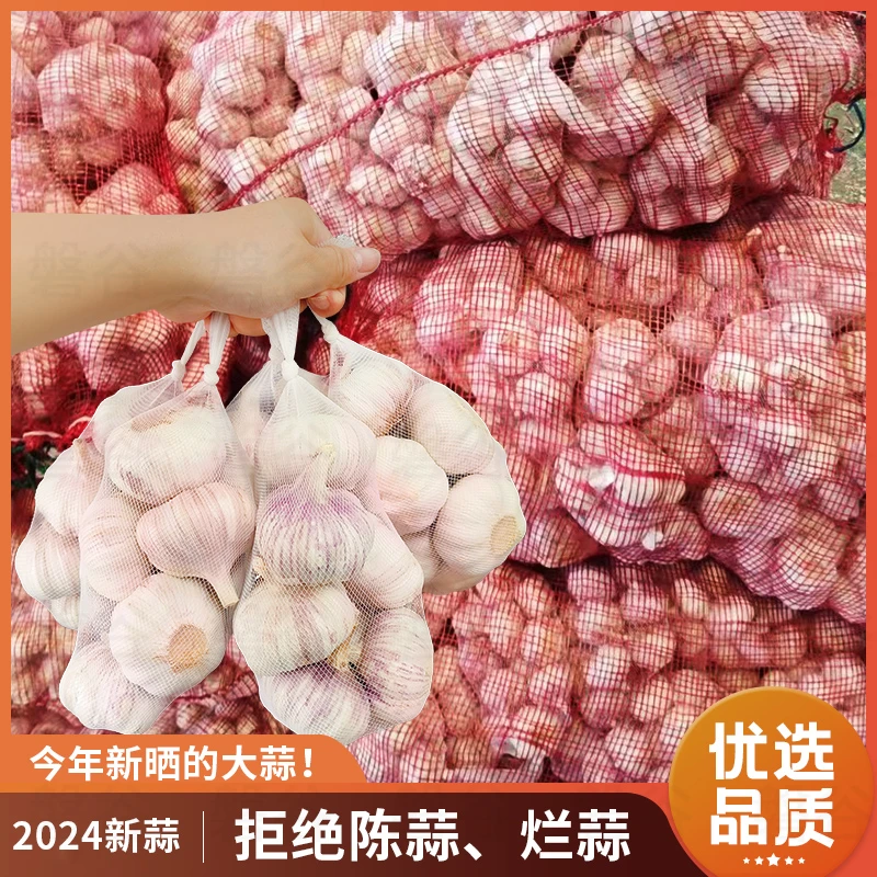 山东金乡大蒜头干蒜2024年新鲜5斤商用批发精品级紫白皮大蒜450g
